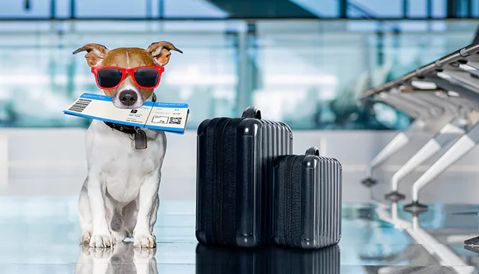 Essential tips for traveling with your furry friend by air